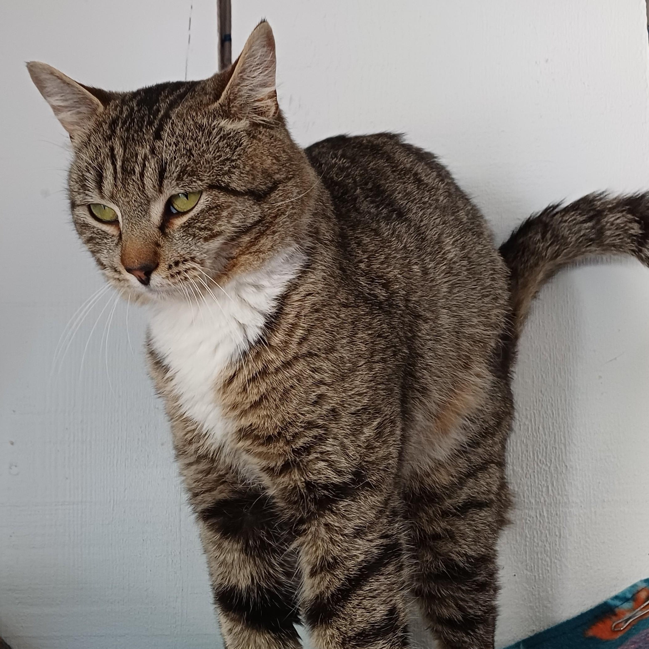 Enlarge Chase, a ADOPTABLE Domestic Short Hair in Renton , WA image 3/6