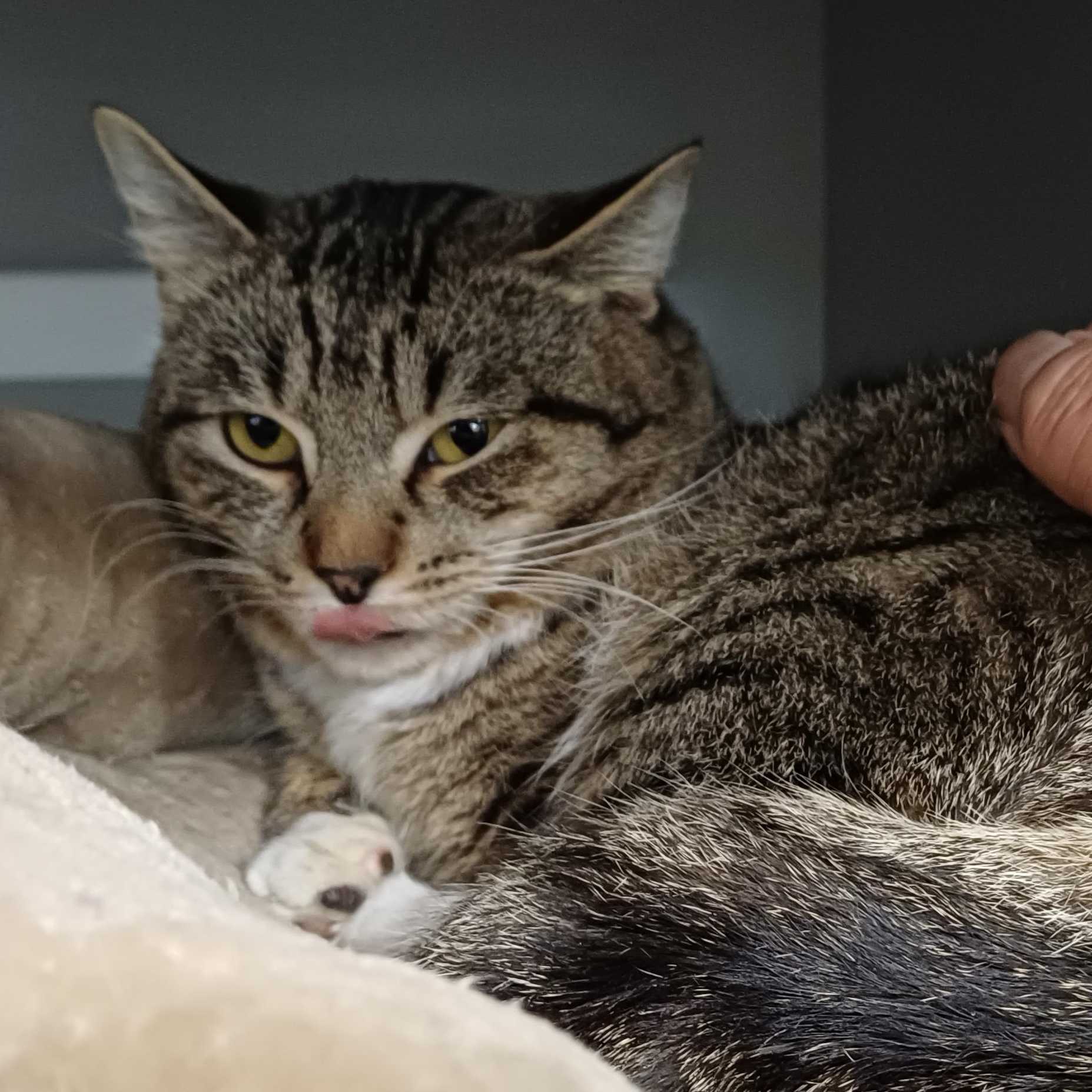 Enlarge Chase, a ADOPTABLE Domestic Short Hair in Renton , WA image 4/6