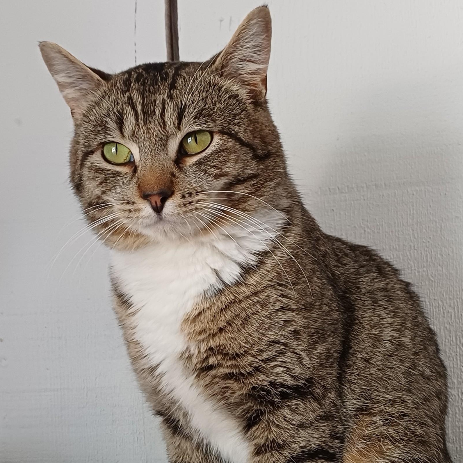 Chase, ADOPTABLE, Young Male Domestic Short Hair.