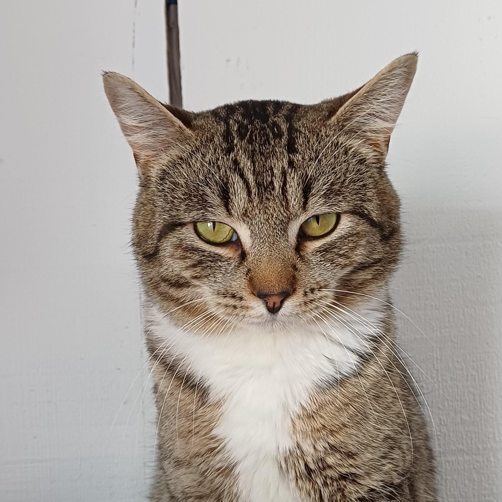 Enlarge Chase, a ADOPTABLE Domestic Short Hair in Renton , WA image 6/6