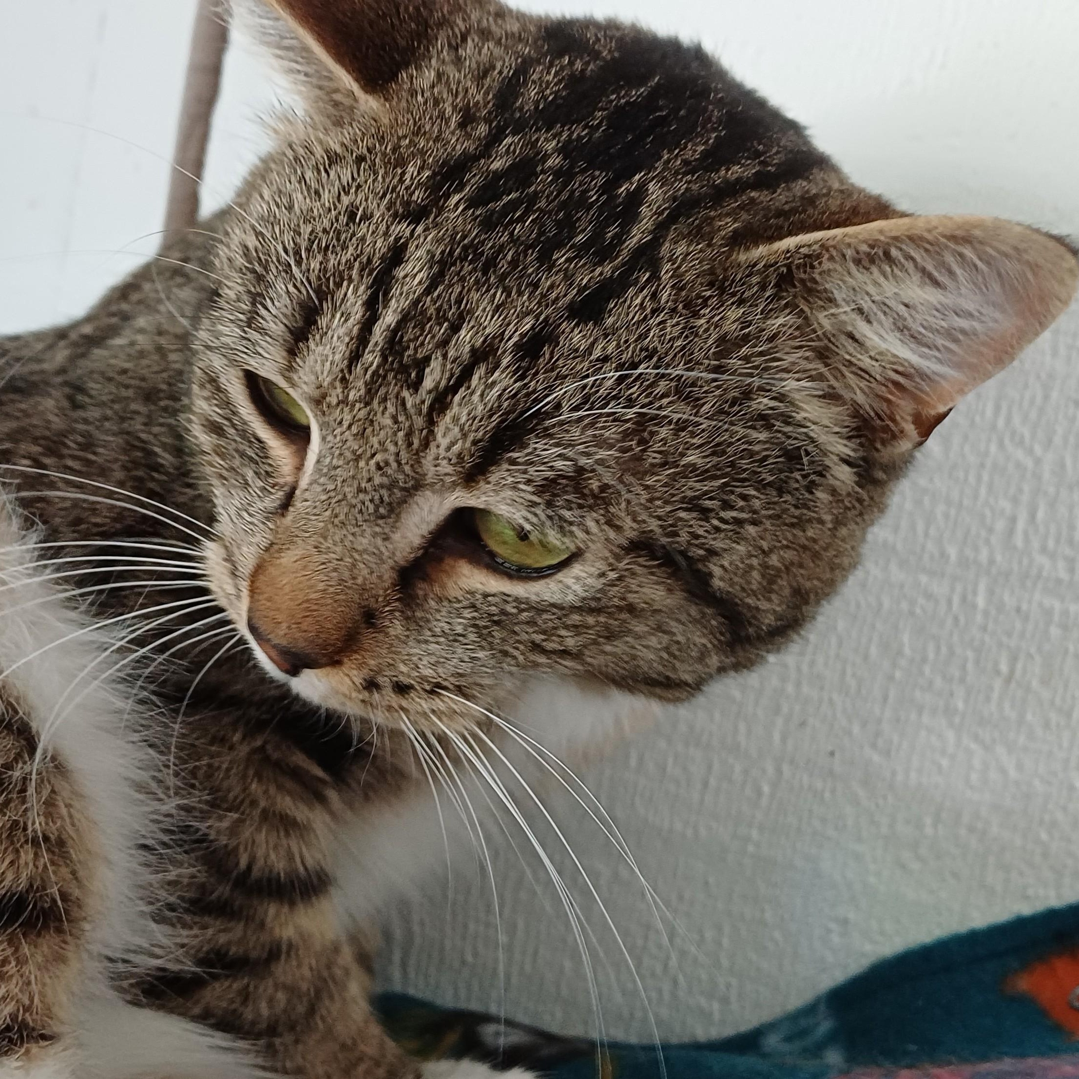 Enlarge Chase, a ADOPTABLE Domestic Short Hair in Renton , WA image 2/6