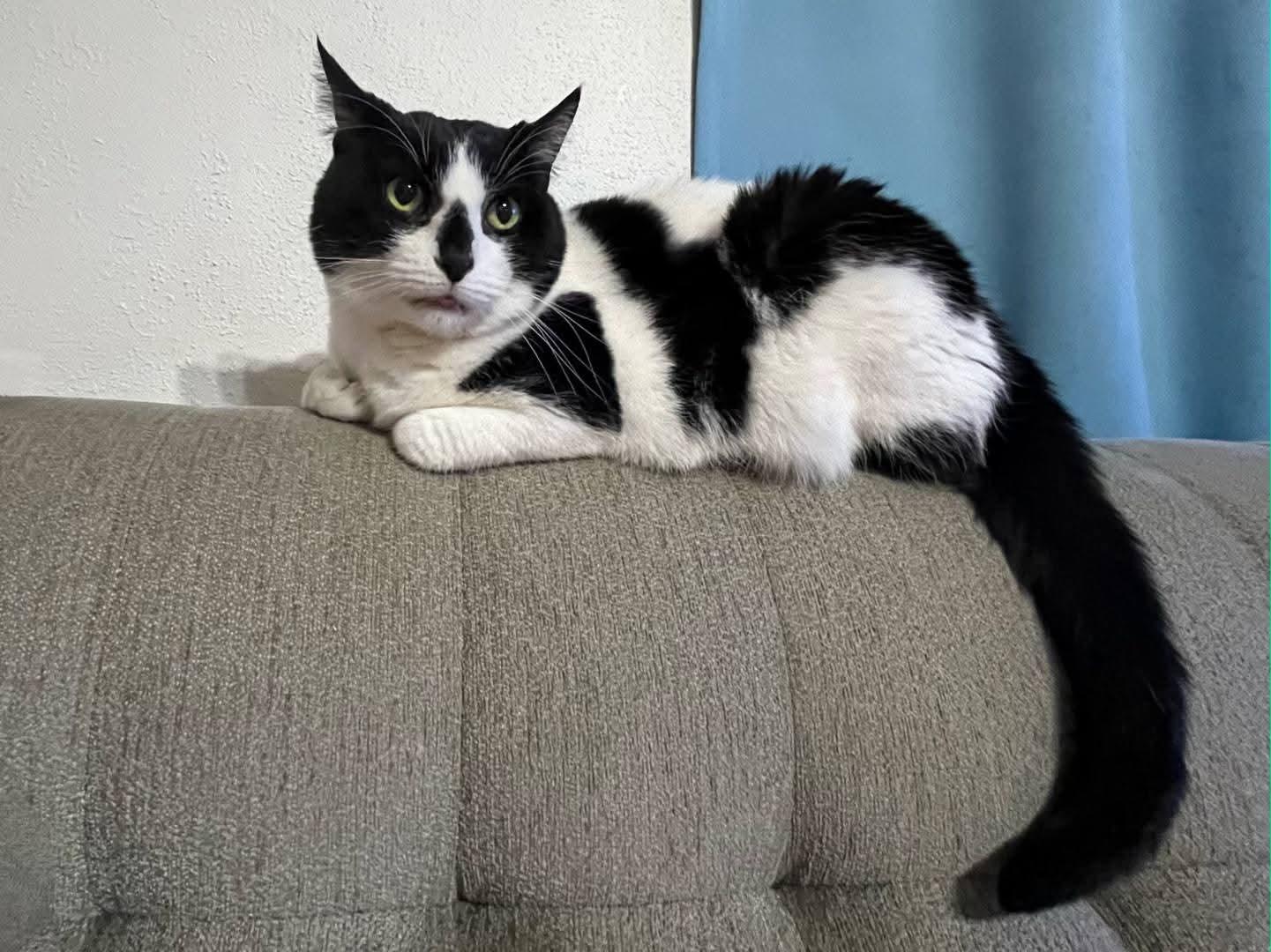 Enlarge Bastet, a ADOPTABLE Domestic Short Hair in Sawyer, ND image 3/5