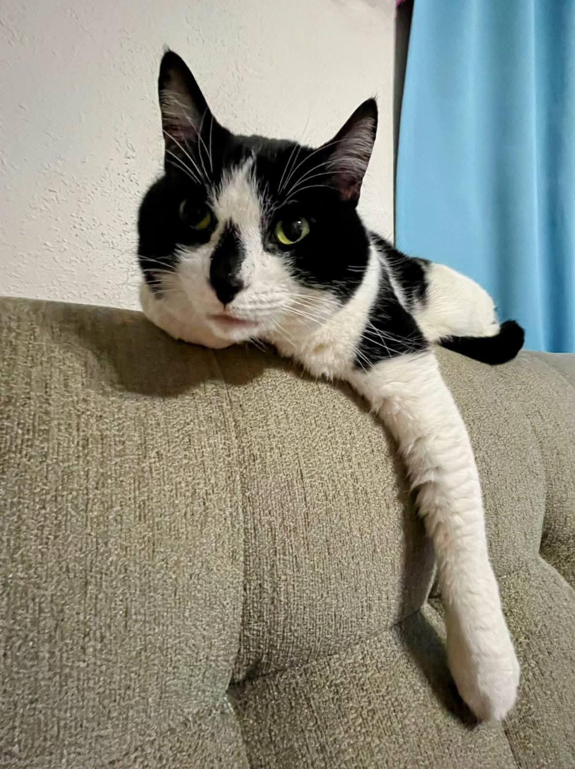 Enlarge Bastet, a ADOPTABLE Domestic Short Hair in Sawyer, ND image 5/5