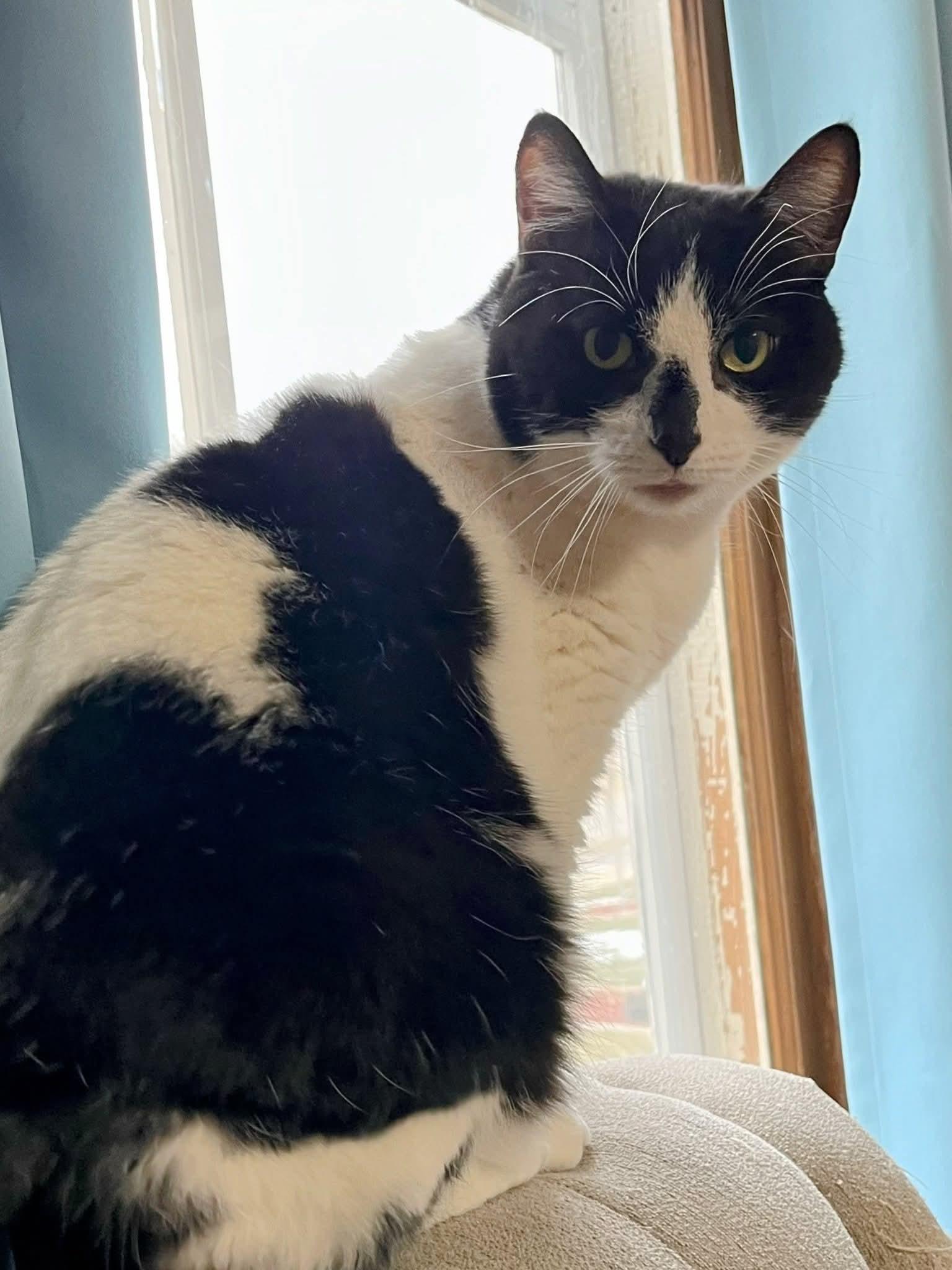 Enlarge Bastet, a ADOPTABLE Domestic Short Hair in Sawyer, ND image 4/5