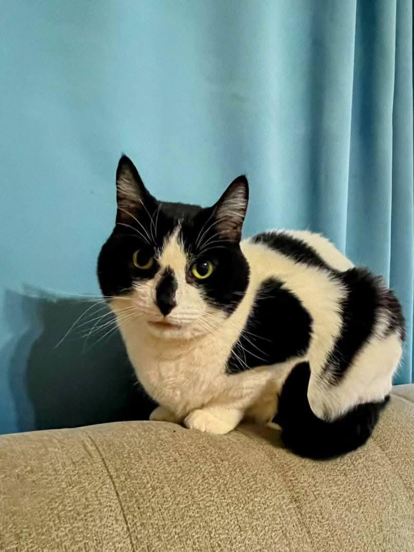 Enlarge Bastet, a ADOPTABLE Domestic Short Hair in Sawyer, ND image 2/5