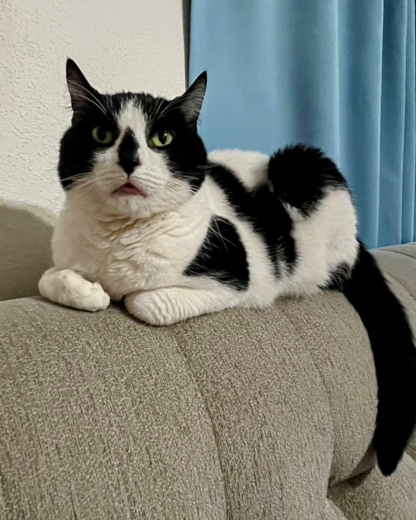 Enlarge Bastet, a ADOPTABLE Domestic Short Hair in Sawyer, ND image 1/5