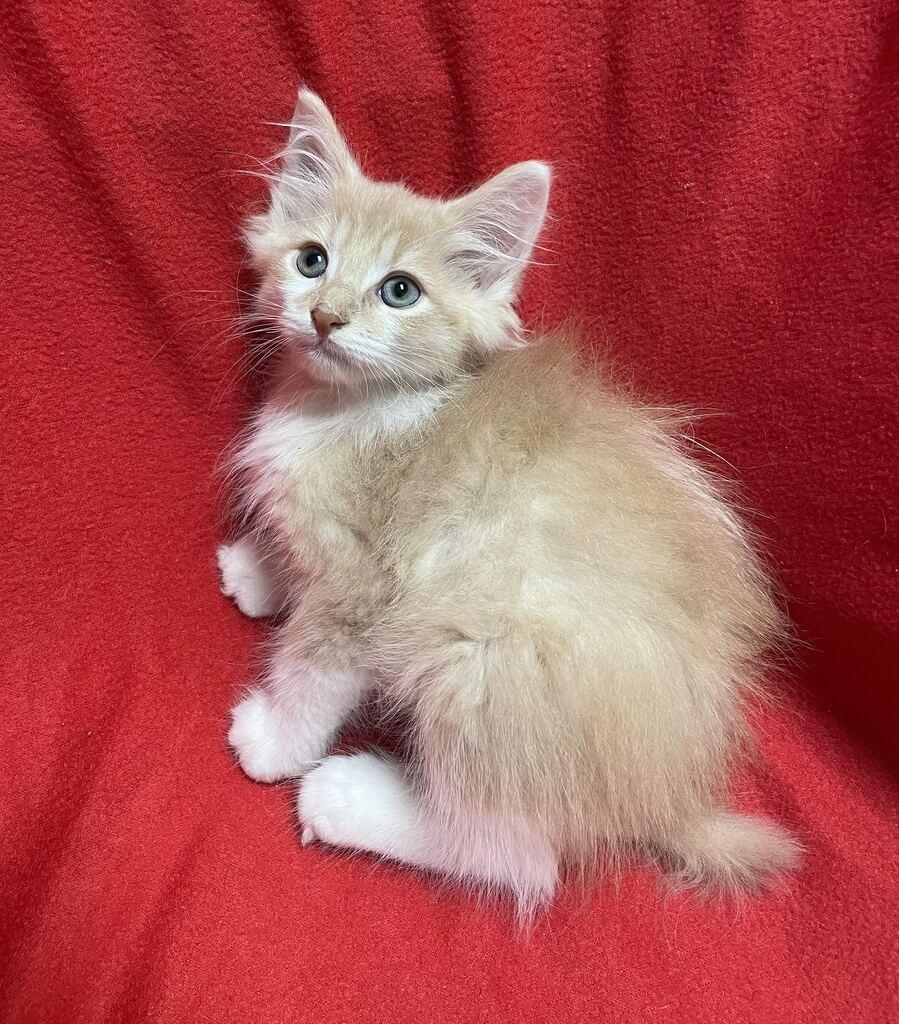 Earl, Adopted, Kitten Male Domestic Long Hair.