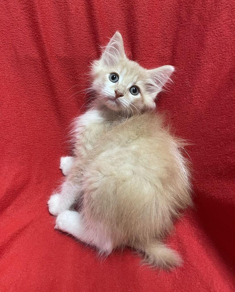 Enlarge Earl, a Adopted Domestic Long Hair in Jackson, MI image 5/6