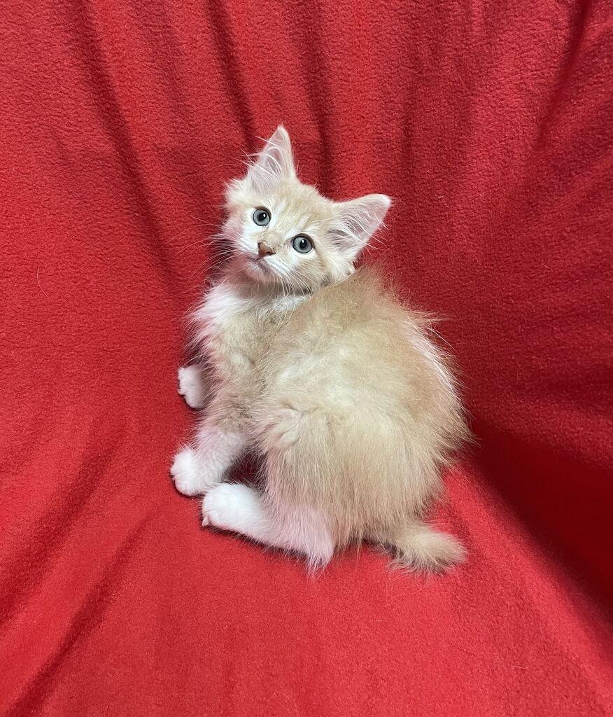 Enlarge Earl, a Adopted Domestic Long Hair in Jackson, MI image 4/6