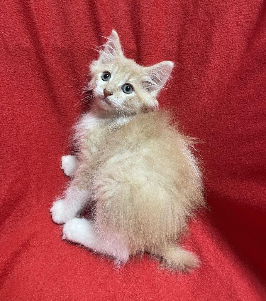 Enlarge Earl, a Adopted Domestic Long Hair in Jackson, MI image 3/6