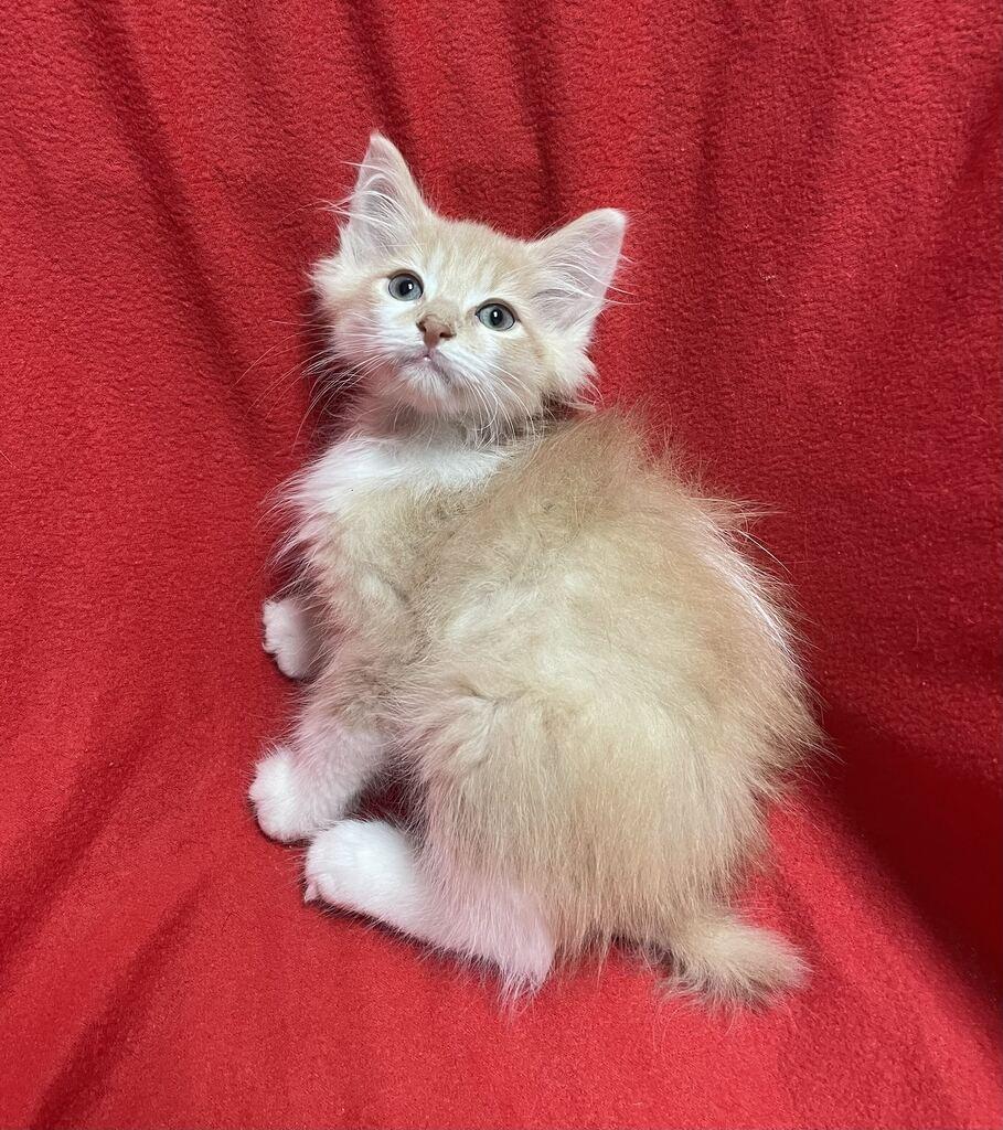 Enlarge Earl, a Adopted Domestic Long Hair in Jackson, MI image 2/6