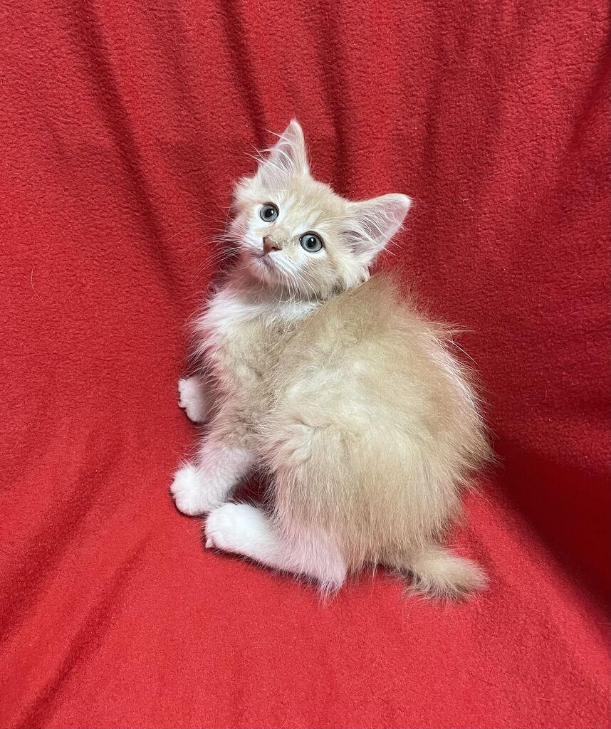 Enlarge Earl, a Adopted Domestic Long Hair in Jackson, MI image 6/6