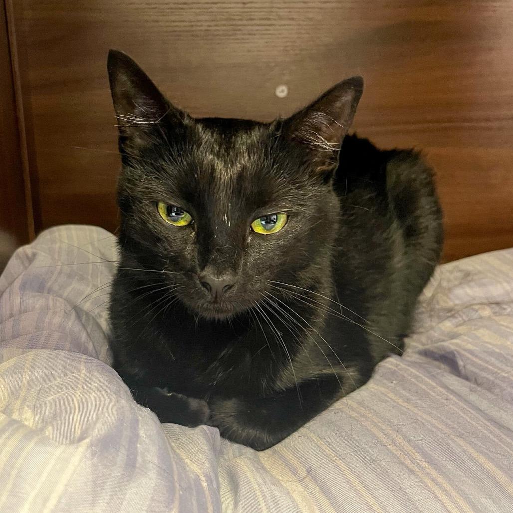 Enlarge Zara, a Adoptable Domestic Short Hair in Boston, MA image 1/2