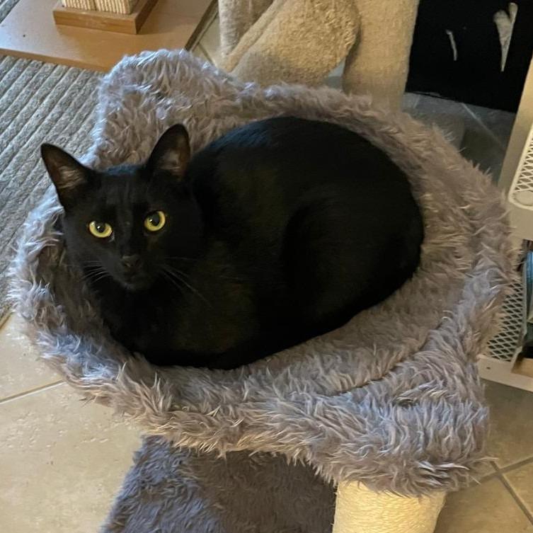 Enlarge Zara, a Adoptable Domestic Short Hair in Boston, MA image 2/2