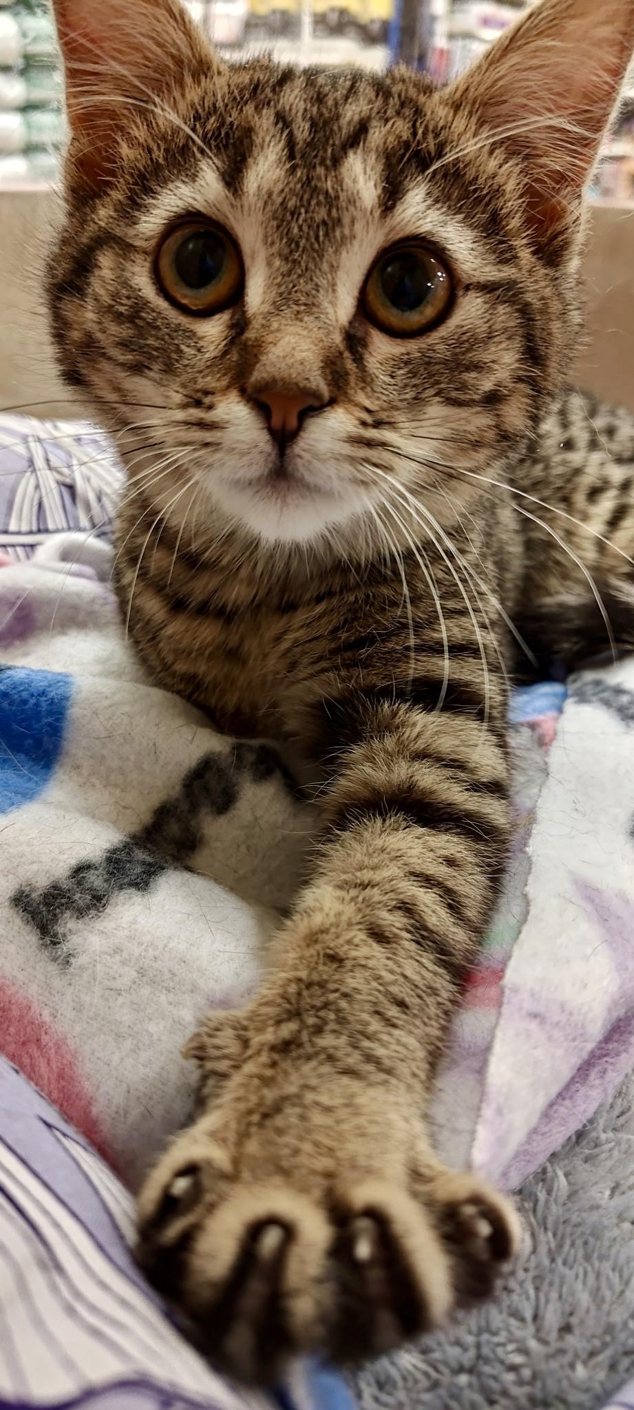 Santiago (Santi), an adopted Domestic Short Hair in Vernon Hills, IL image 4/4