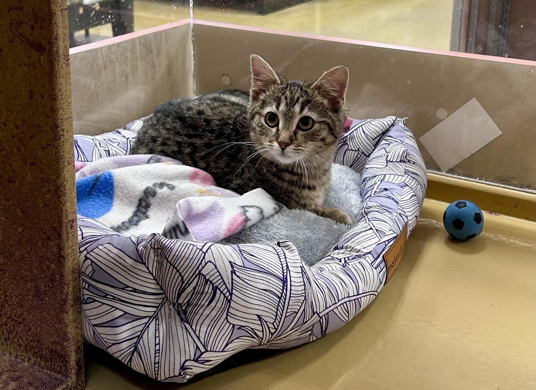 Santiago (Santi), an adopted Domestic Short Hair in Vernon Hills, IL image 2/4