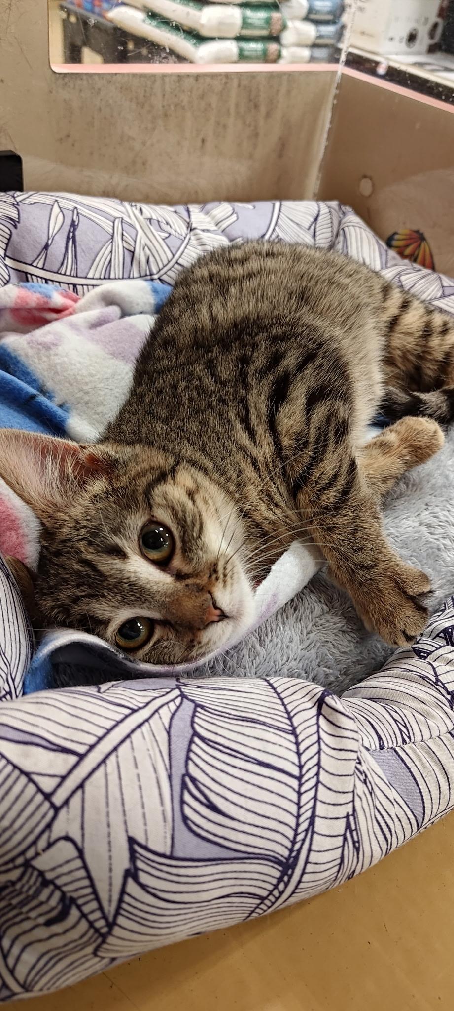 Santiago (Santi), an adopted Domestic Short Hair in Vernon Hills, IL image 1/4