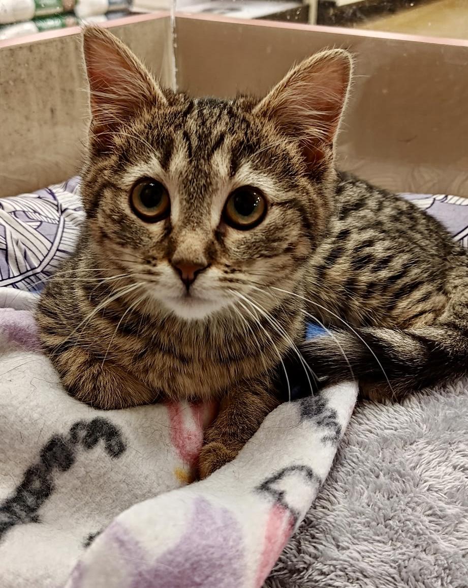 Santiago (Santi), an adopted Domestic Short Hair in Vernon Hills, IL image 3/4