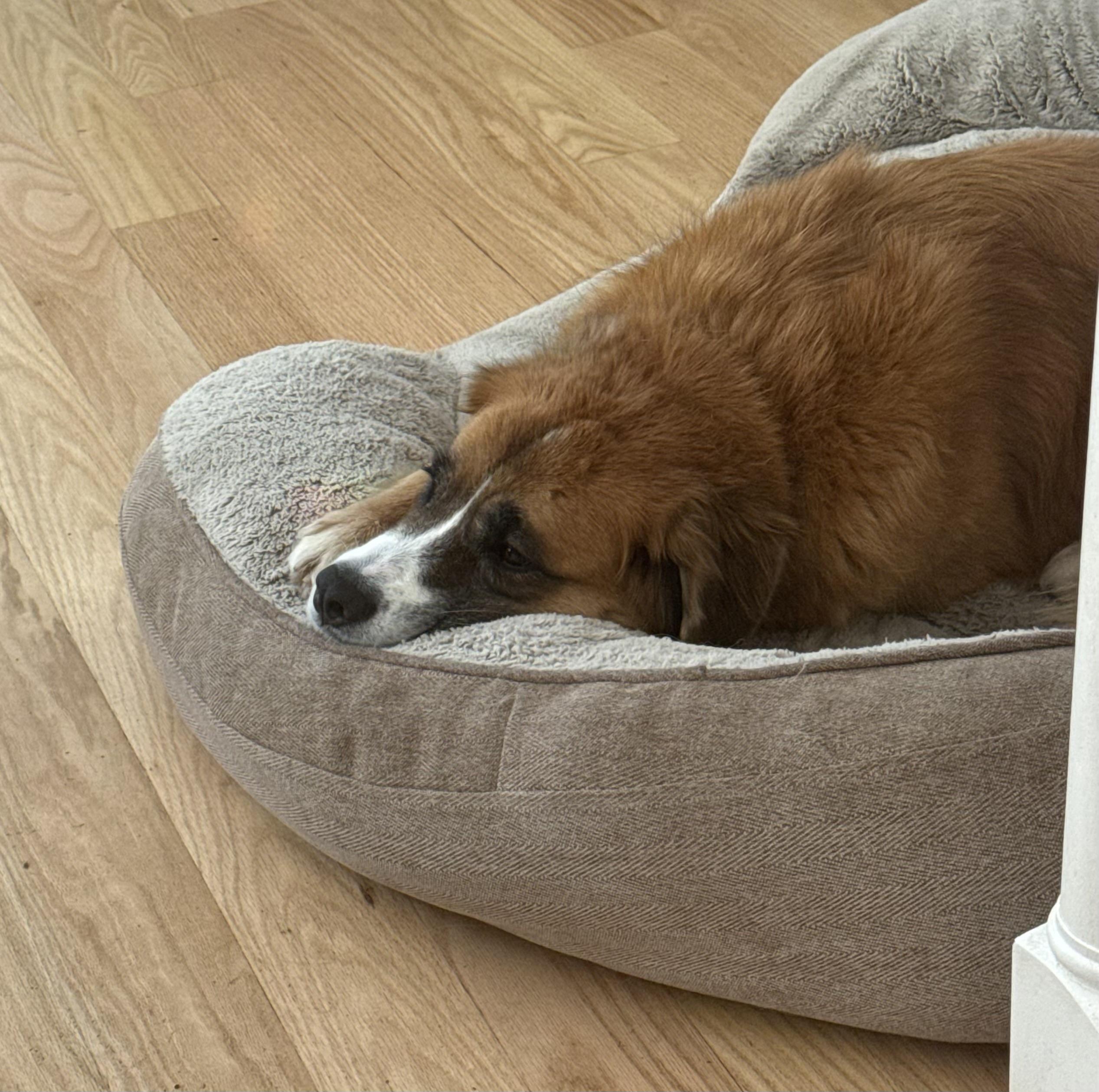 Annie - in New England