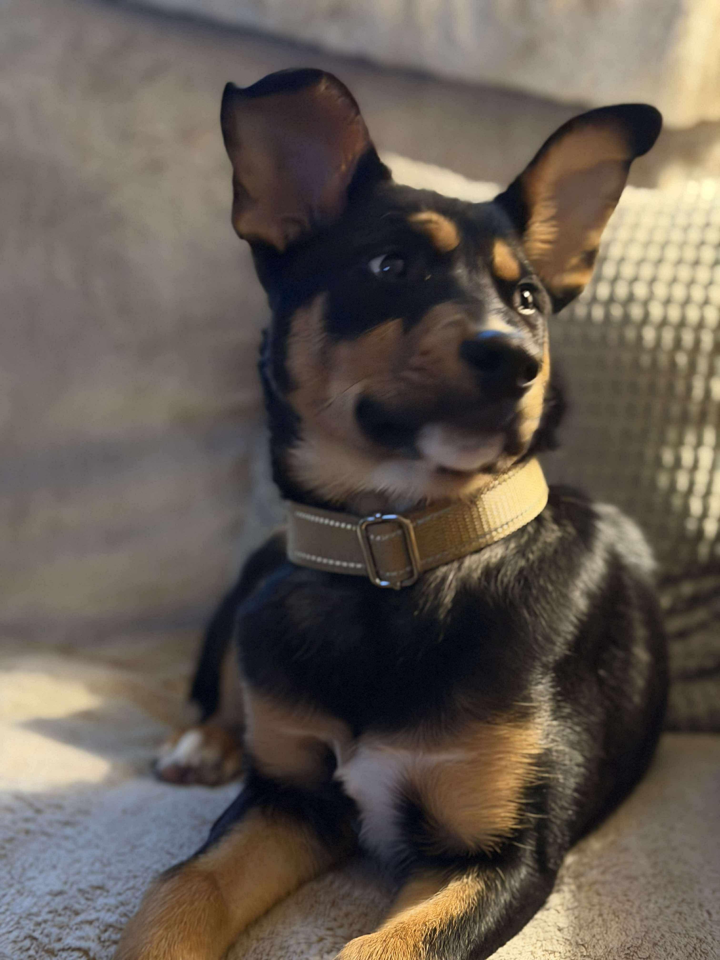 Rottieboy, a Adoptable mixed breed in Berwick, ME image 1/5