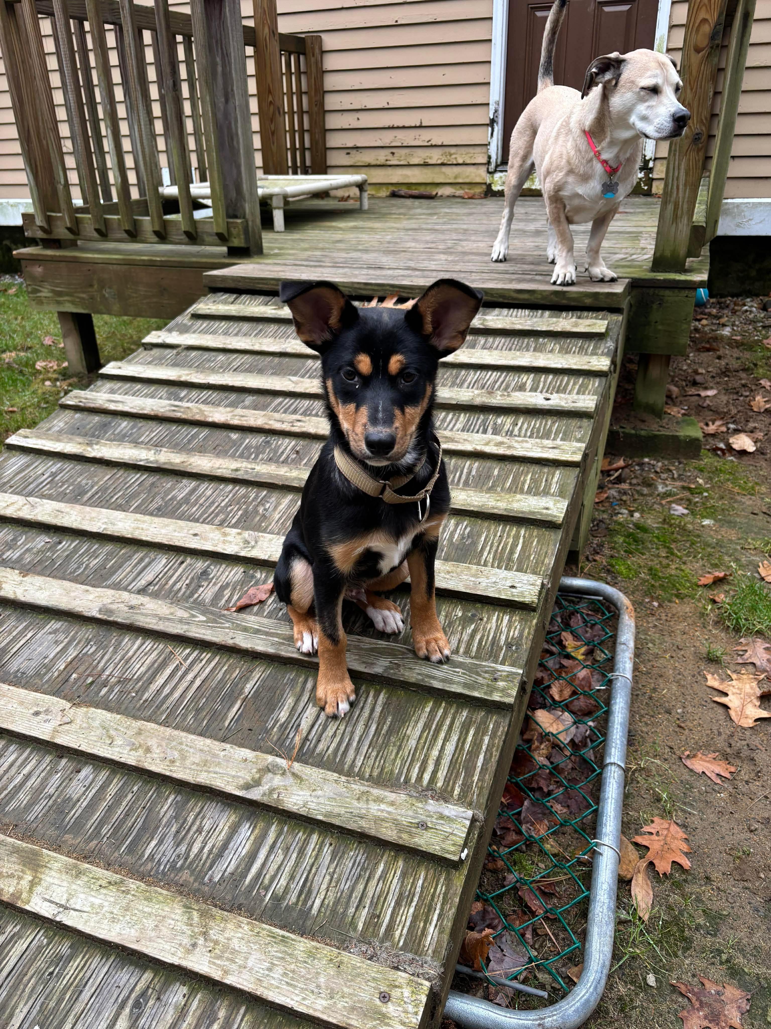 Rottieboy, Adoptable, Puppy Male Mixed Breed.