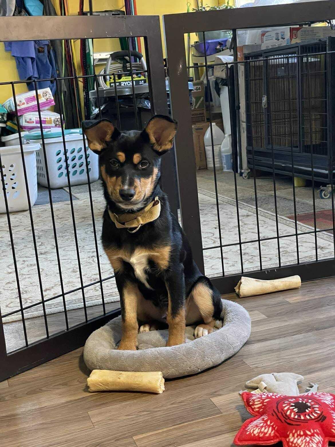 Rottieboy, a Adoptable mixed breed in Berwick, ME image 3/5