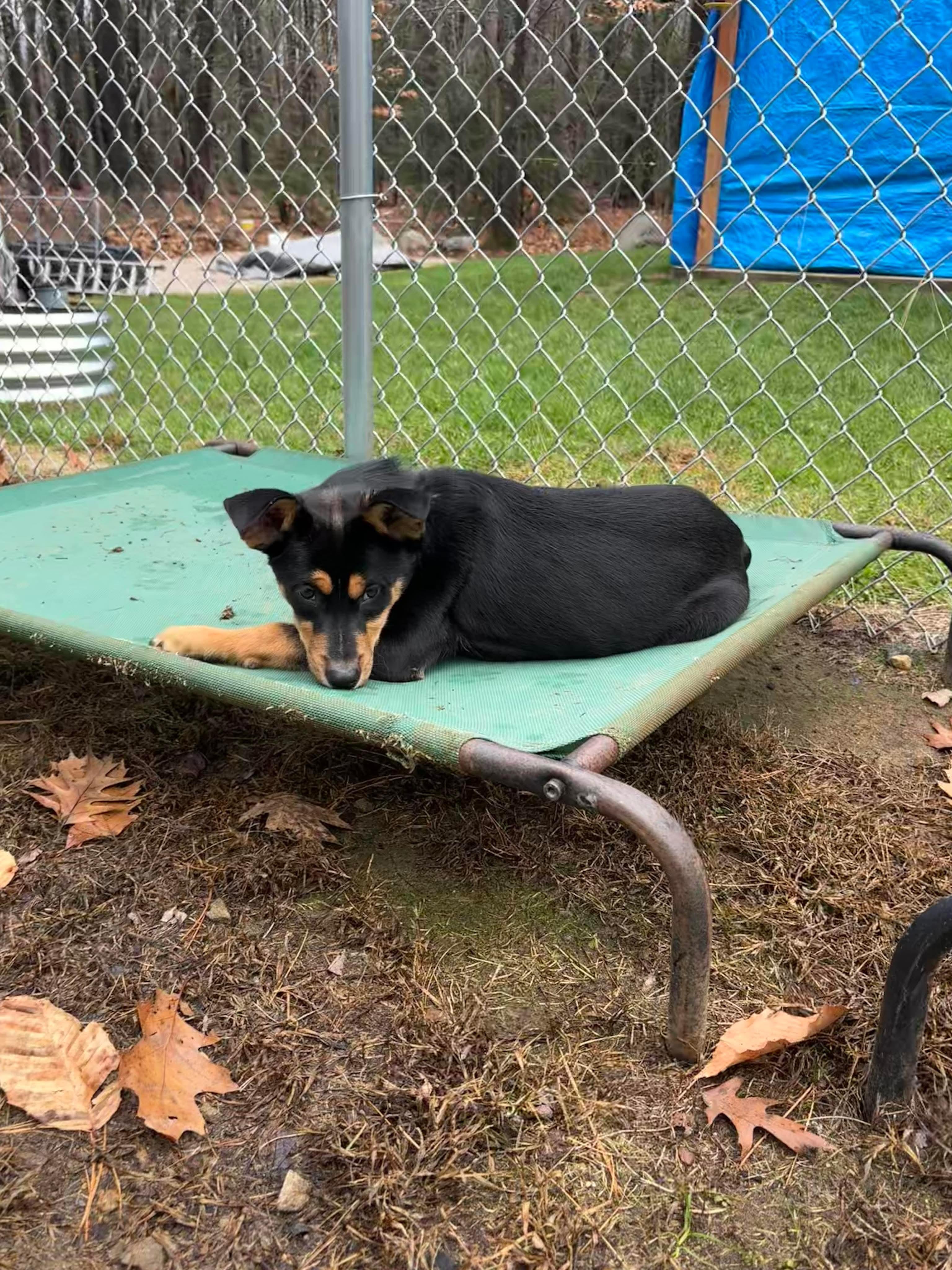 Rottieboy, a Adoptable mixed breed in Berwick, ME image 4/5