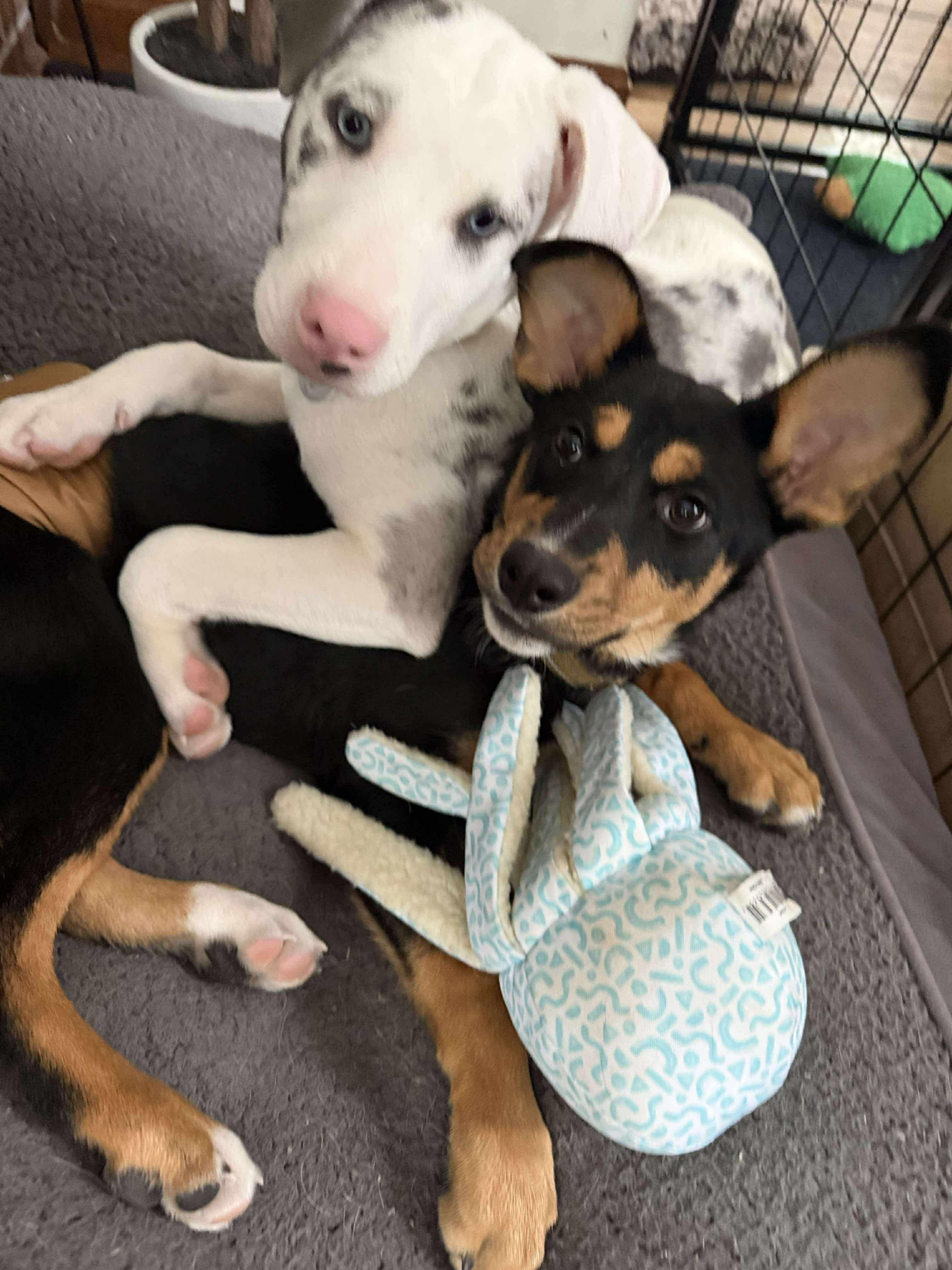 Rottieboy, a Adoptable mixed breed in Berwick, ME image 5/5