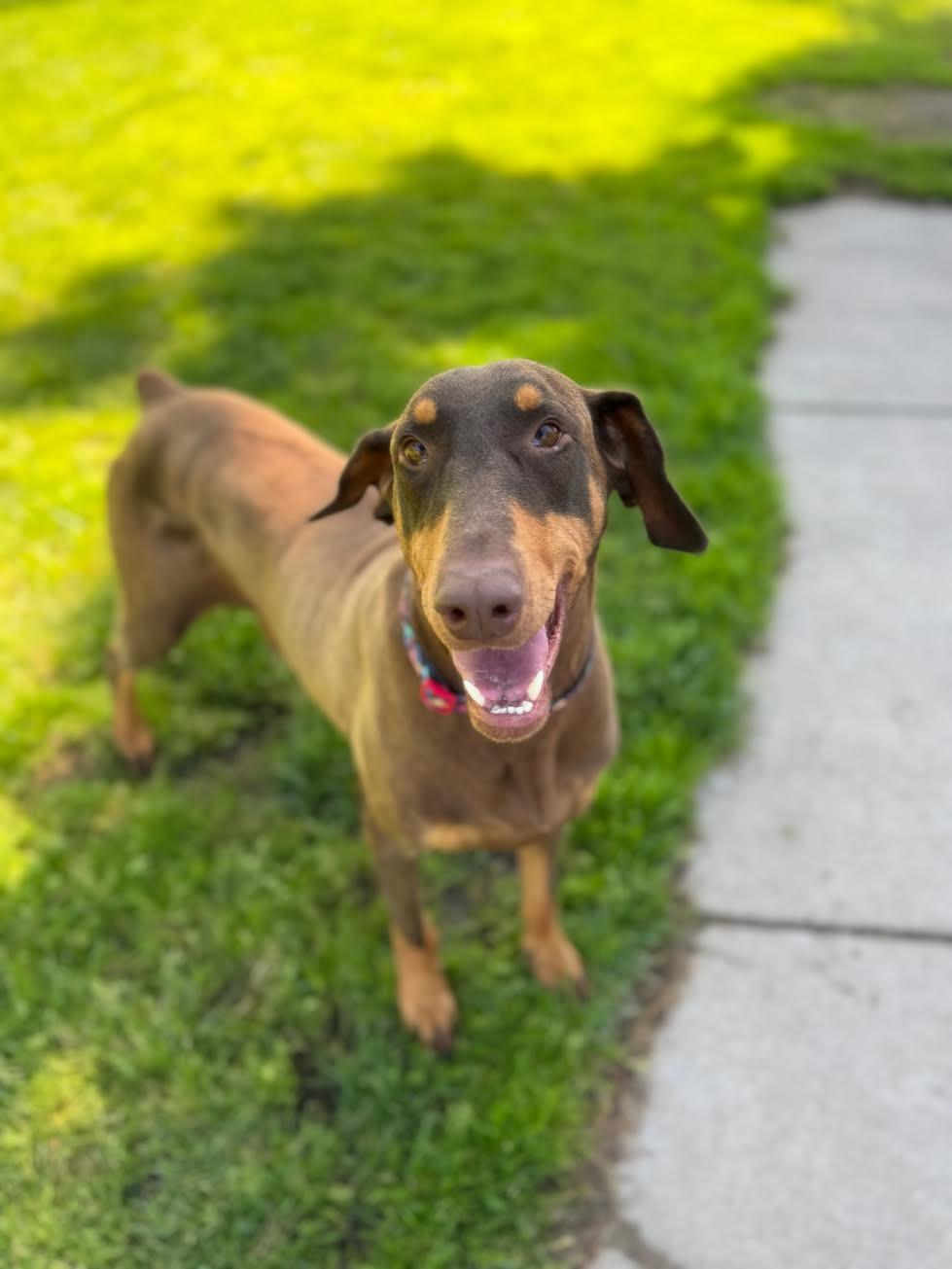Lady, ADOPTABLE, Adult Female Doberman Pinscher.