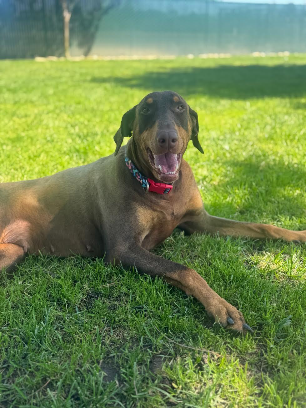 Enlarge Lady, a ADOPTABLE Doberman Pinscher in Oakdale, CA image 3/3