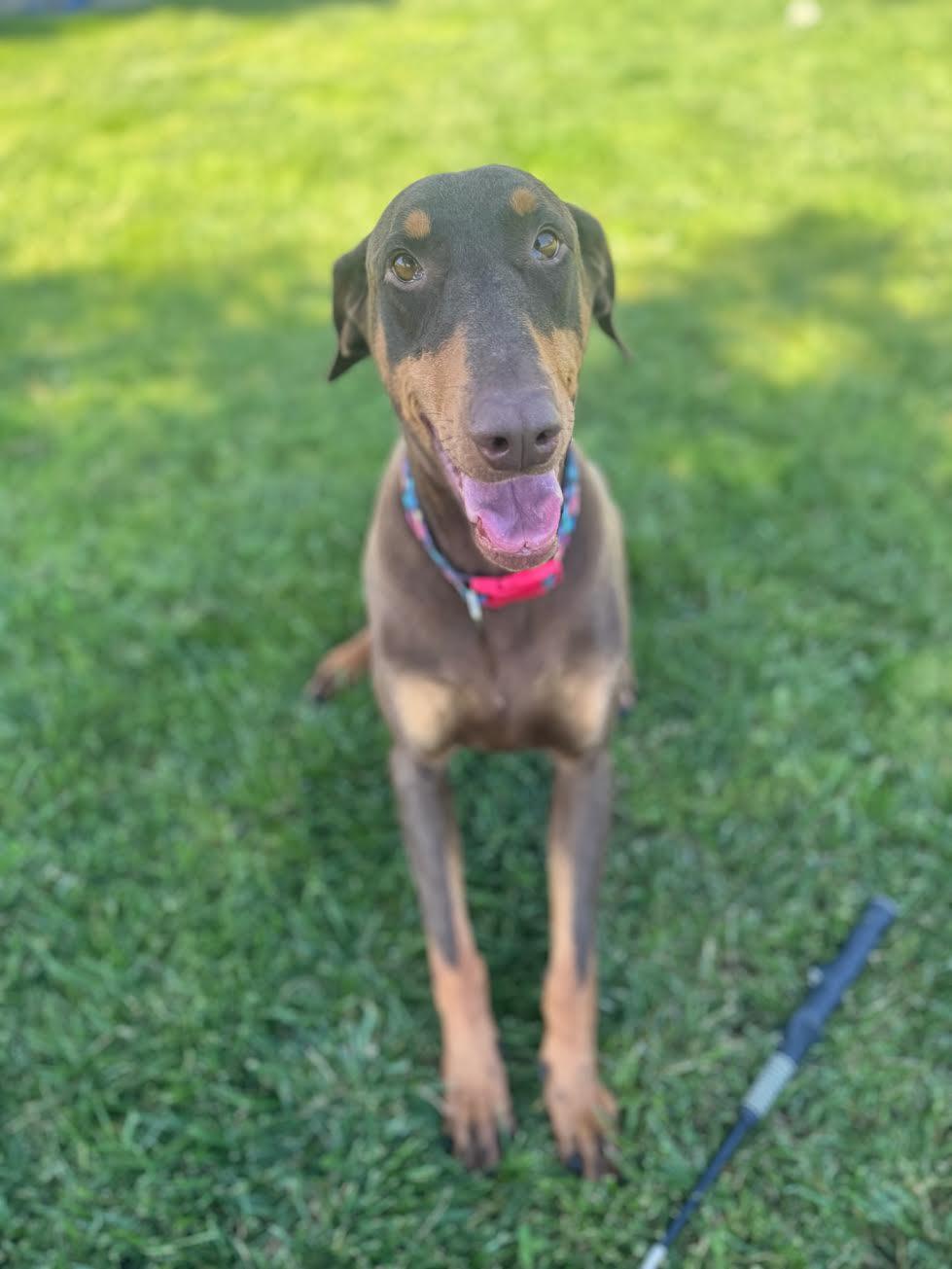 Enlarge Lady, a ADOPTABLE Doberman Pinscher in Oakdale, CA image 2/3