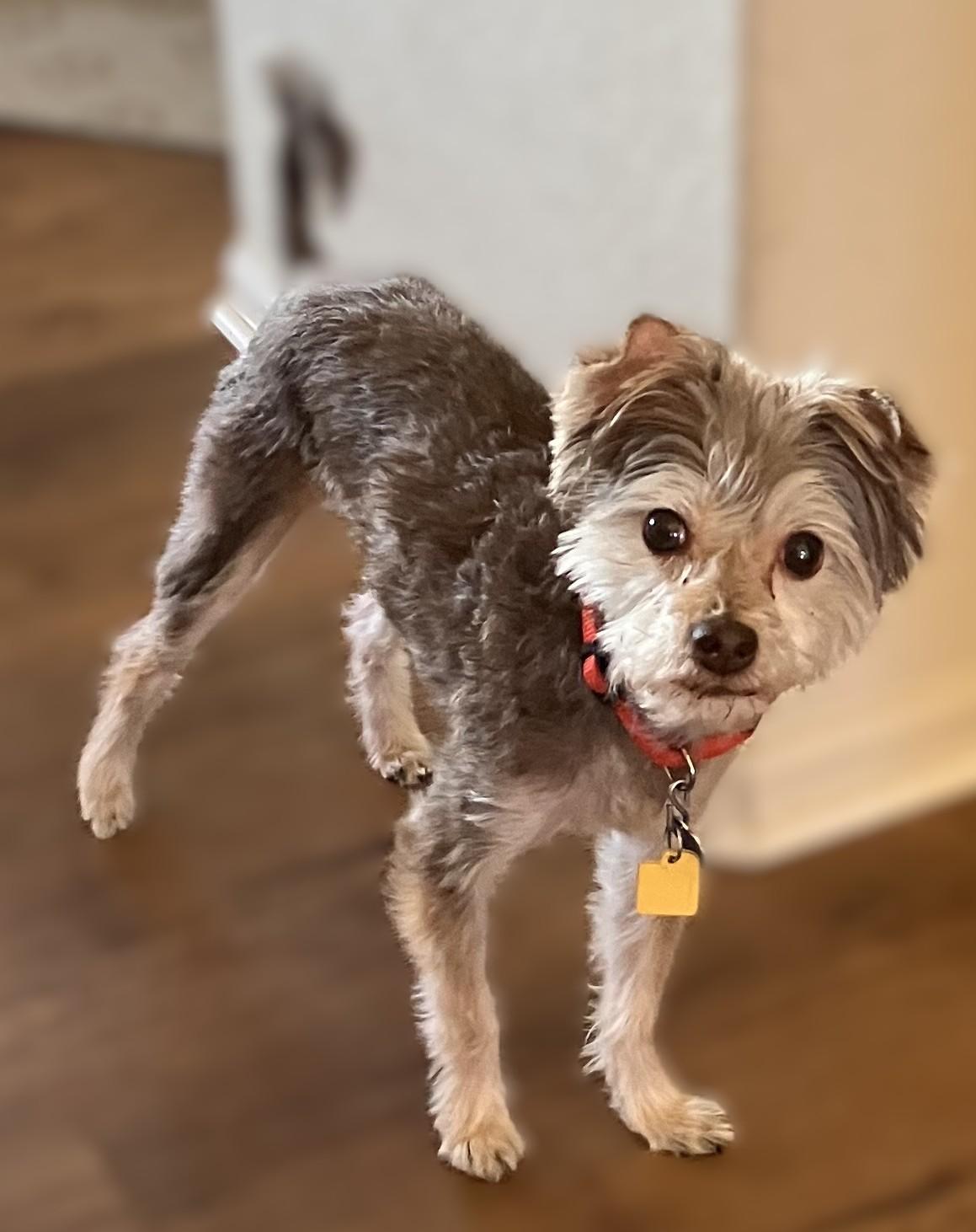 Coco, adopted, Senior Male Yorkshire Terrier.