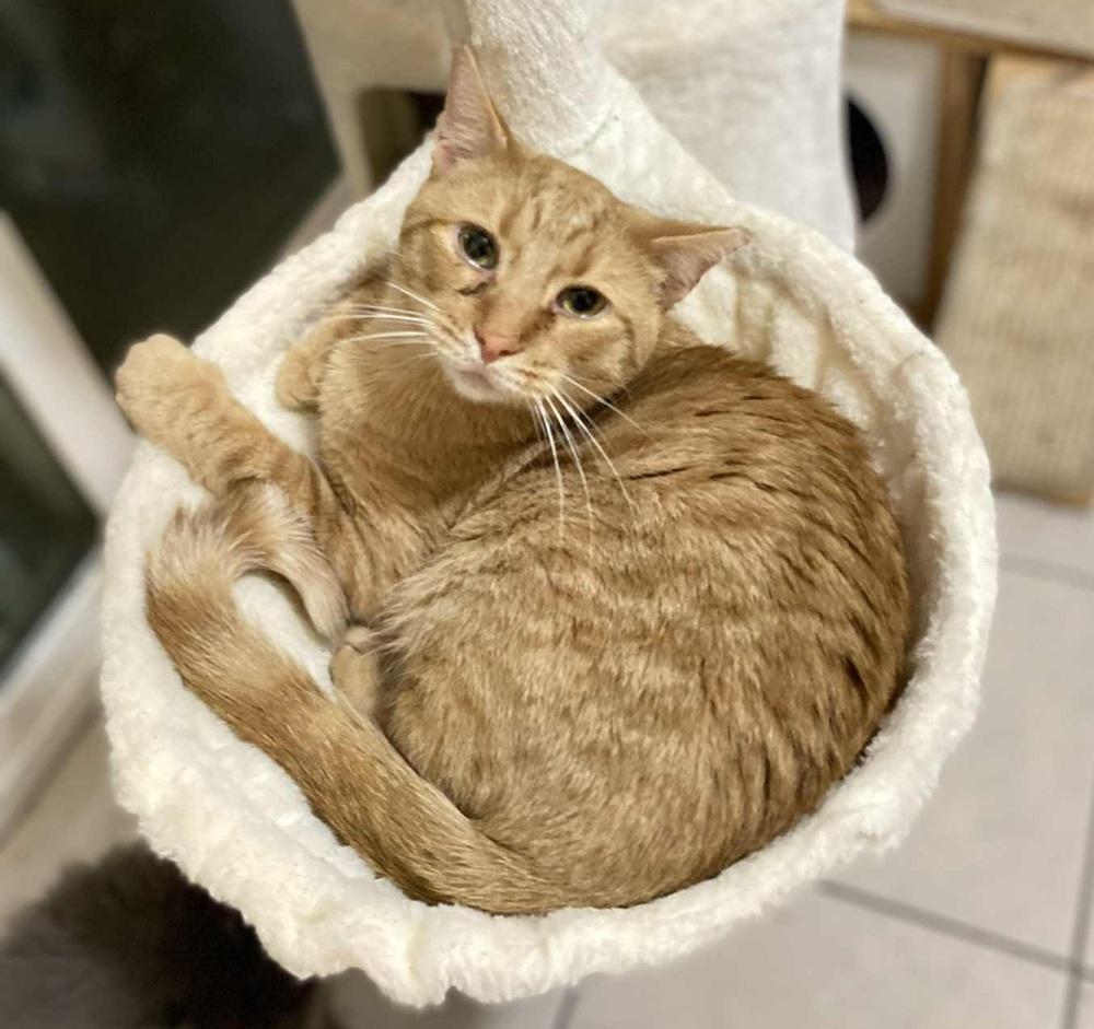 Enlarge Charlie, a Adoptable Domestic Short Hair in Homer Glen, IL image 1/6