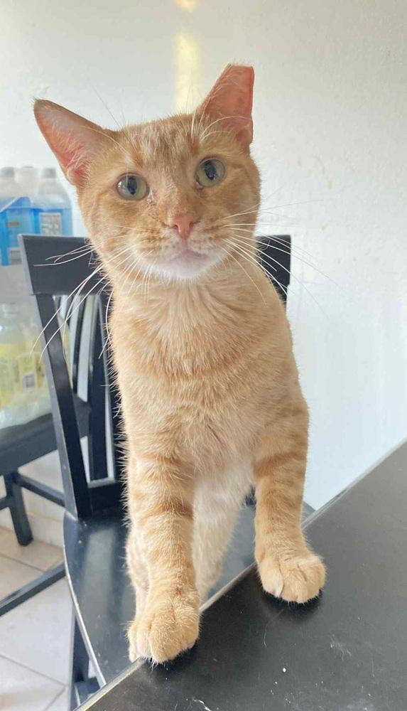 Enlarge Charlie, a Adoptable Domestic Short Hair in Homer Glen, IL image 2/6