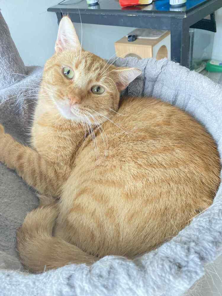 Enlarge Charlie, a Adoptable Domestic Short Hair in Homer Glen, IL image 3/6