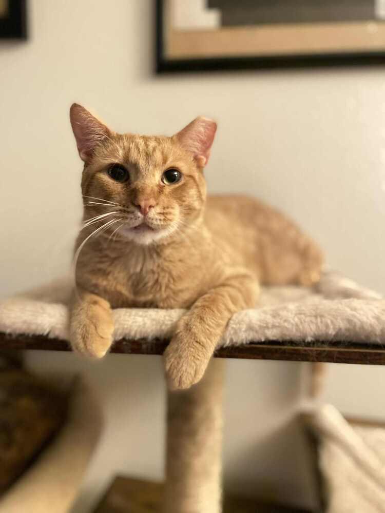 Enlarge Charlie, a Adoptable Domestic Short Hair in Homer Glen, IL image 4/6