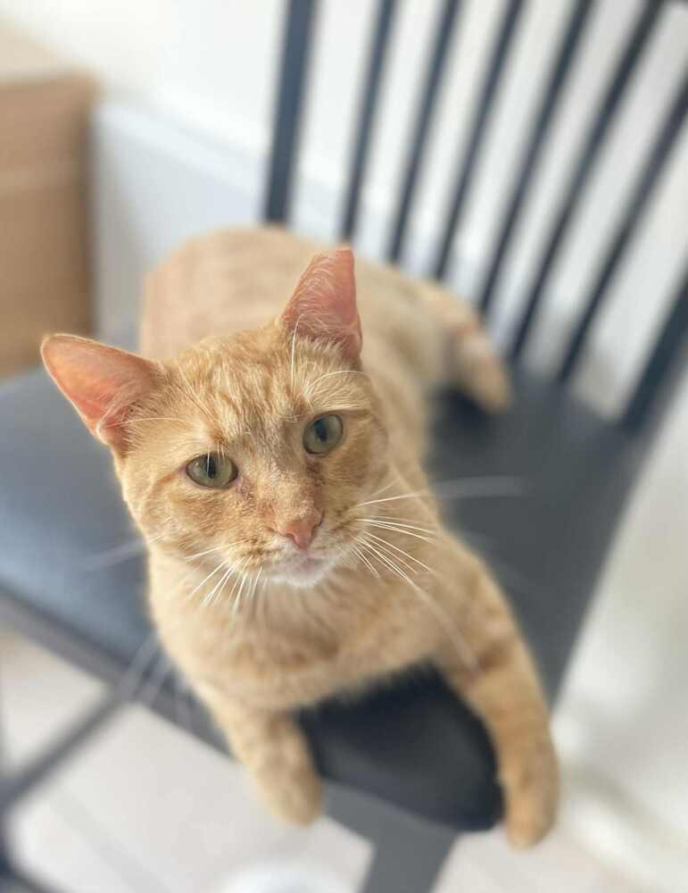 Enlarge Charlie, a Adoptable Domestic Short Hair in Homer Glen, IL image 5/6