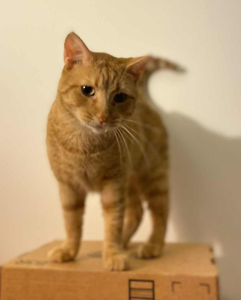 Enlarge Charlie, a Adoptable Domestic Short Hair in Homer Glen, IL image 6/6