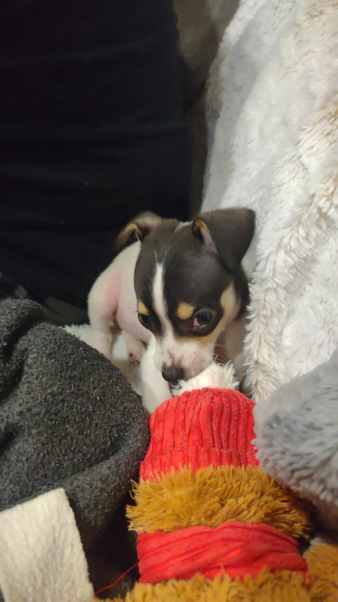 Enlarge Duchesse Mable De Normande, a ADOPTABLE mixed breed in Lacey, WA image 2/4