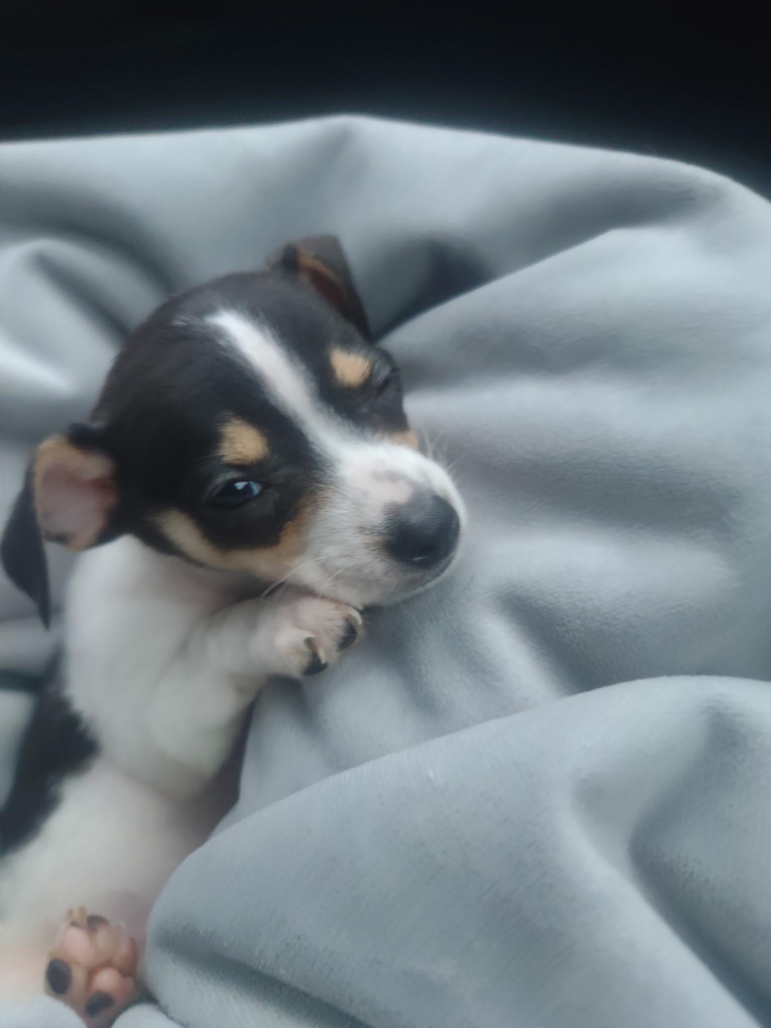 Enlarge Duchesse Mable De Normande, a ADOPTABLE mixed breed in Lacey, WA image 3/4