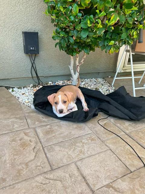 Big Bear, a ADOPTABLE Pit Bull Terrier in Sacramento, CA image 4/4