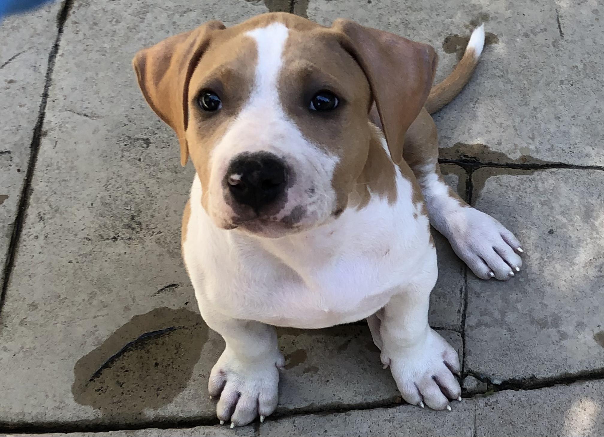 Big Bear, a ADOPTABLE Pit Bull Terrier in Sacramento, CA image 1/4
