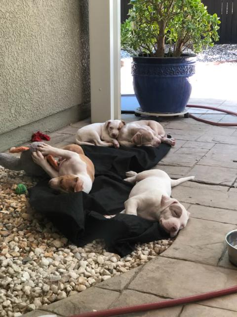 Big Bear, a ADOPTABLE Pit Bull Terrier in Sacramento, CA image 2/4