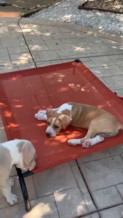Enlarge Big Bear, a ADOPTABLE Pit Bull Terrier in Sacramento, CA video 3/4