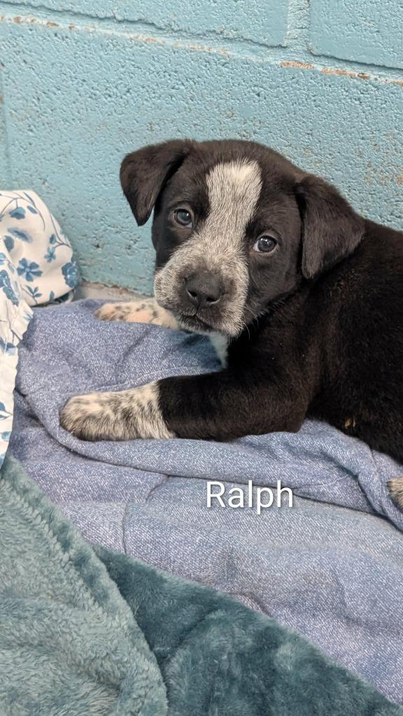 Ralph, Adoptable, Puppy Male Labrador Retriever & Mixed Breed.