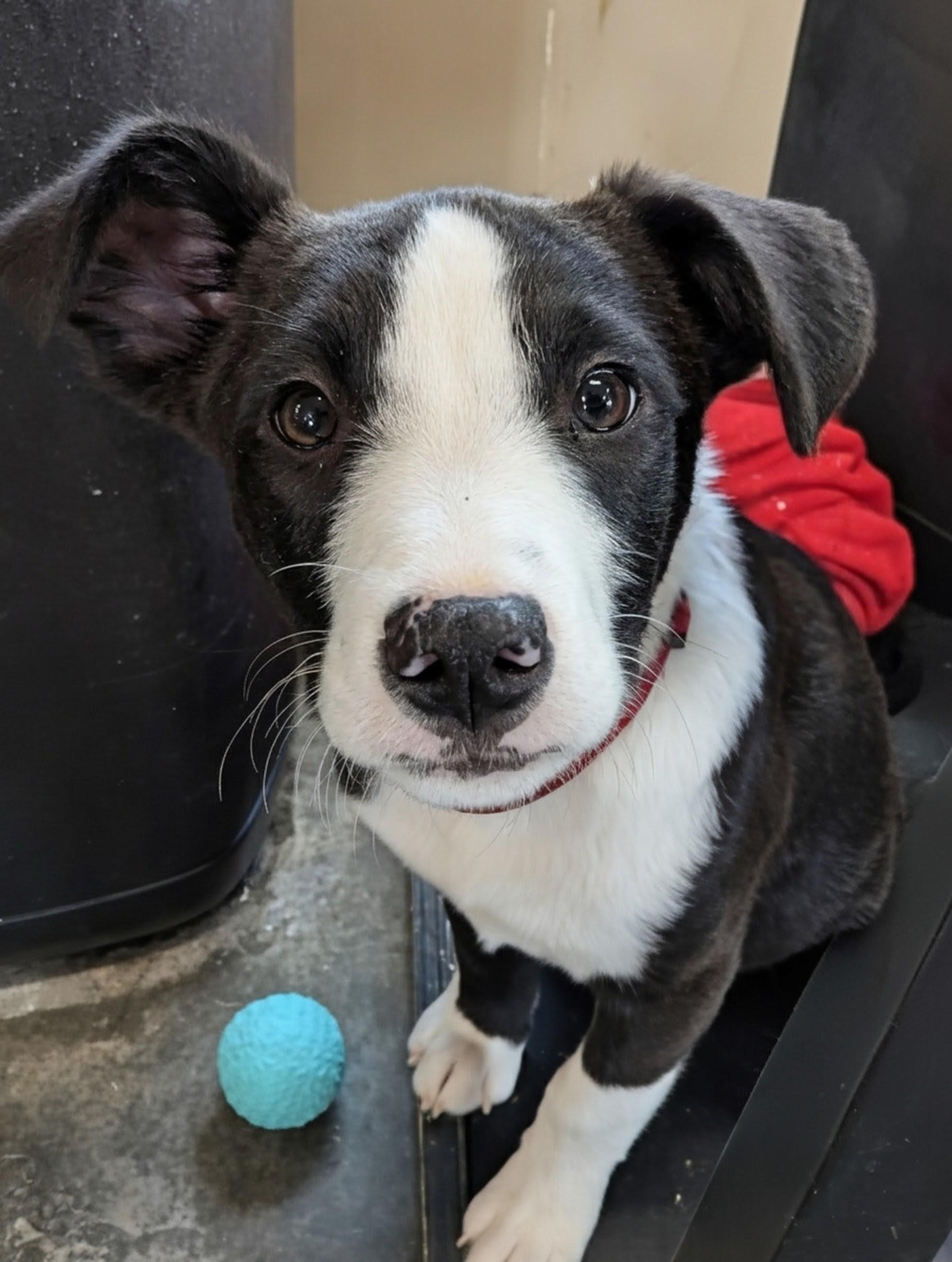 Jigsaw is in Maine!, Adoptable, Puppy Male Mixed Breed & Border Collie.