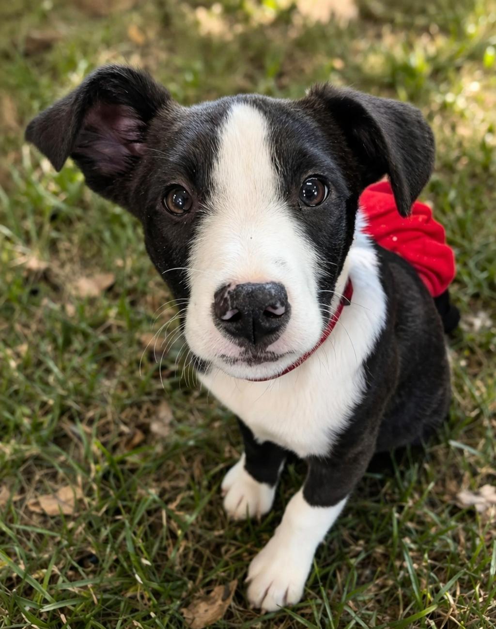 Enlarge Jigsaw, a Adoptable mixed breed in South Portland, ME image 4/5