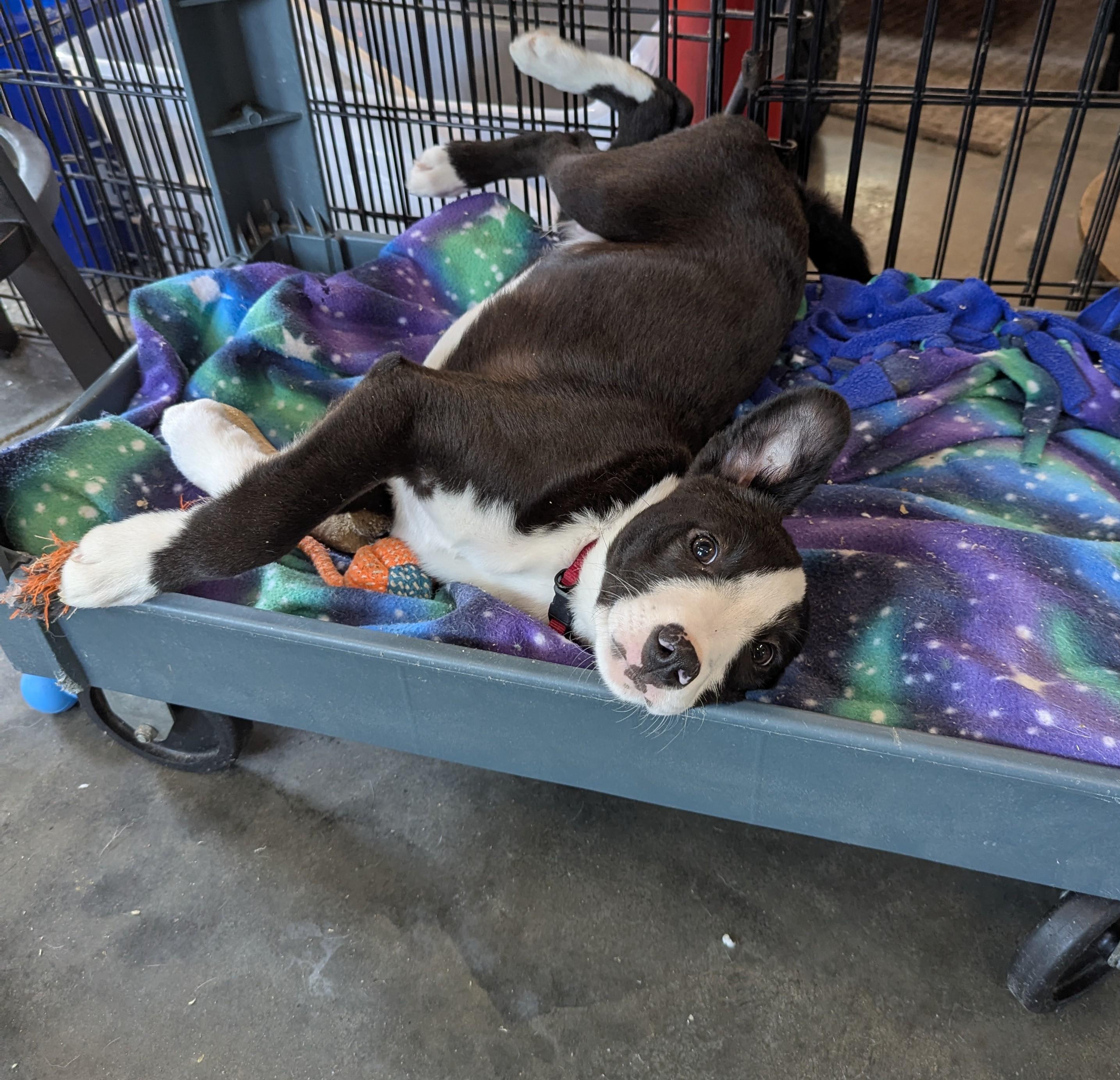 Enlarge Jigsaw, a Adoptable mixed breed in South Portland, ME image 3/5