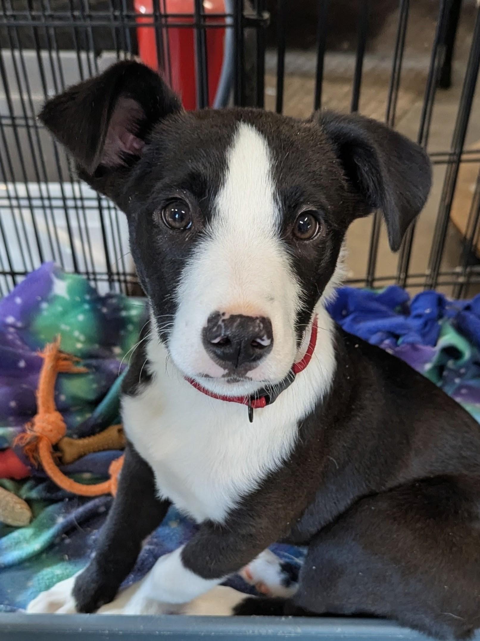 Jigsaw, Adoptable, Puppy Male Mixed Breed & Border Collie.