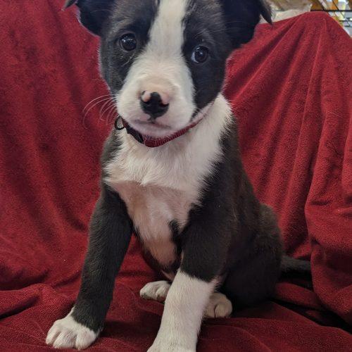 Jigsaw, Adoptable, Puppy Male Mixed Breed & Border Collie.
